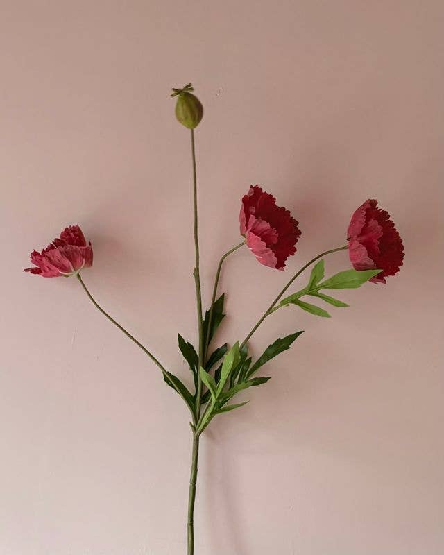 Cottage Garden Poppy - Red