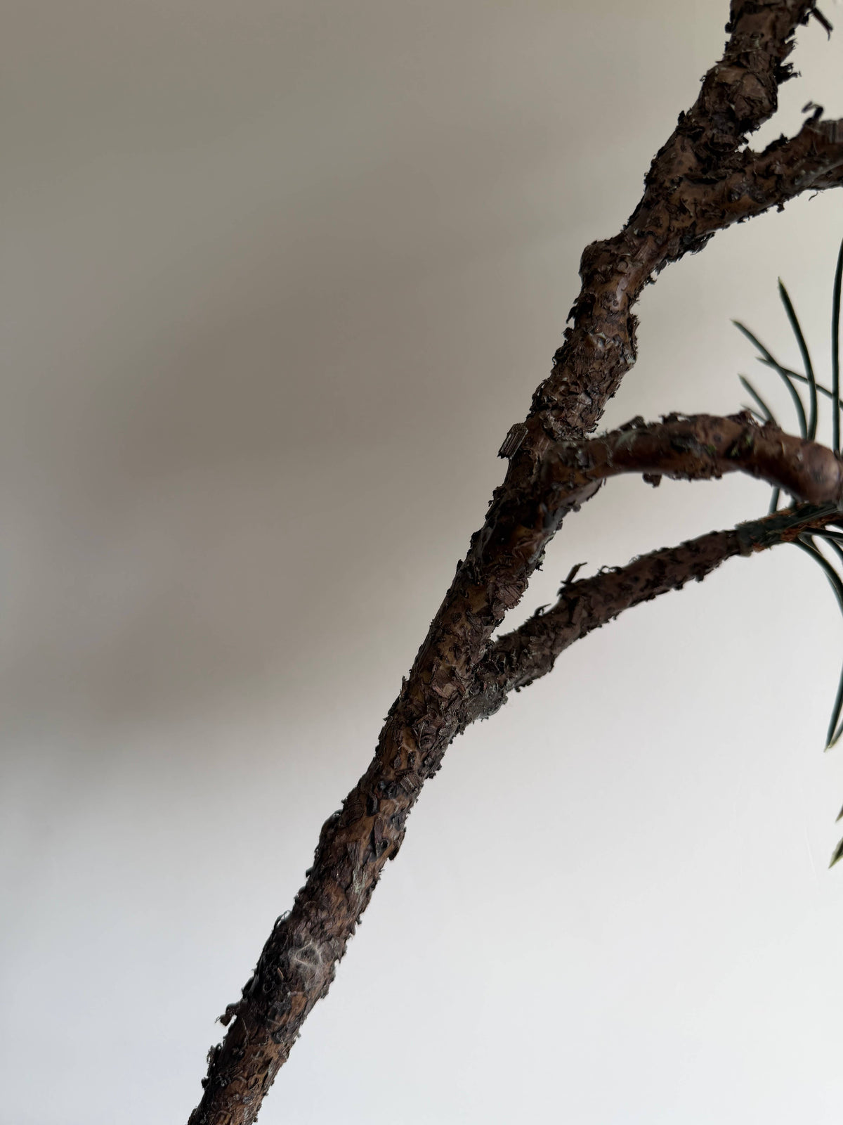 Luxury Pinus Branch