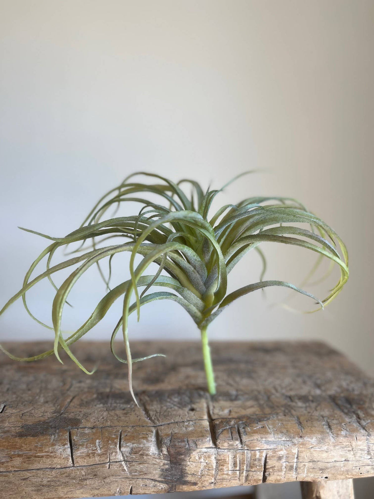 Spider Succulent Plant