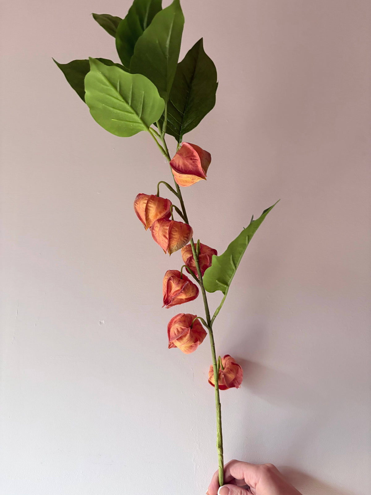 Chinese Lantern Stem - Orange
