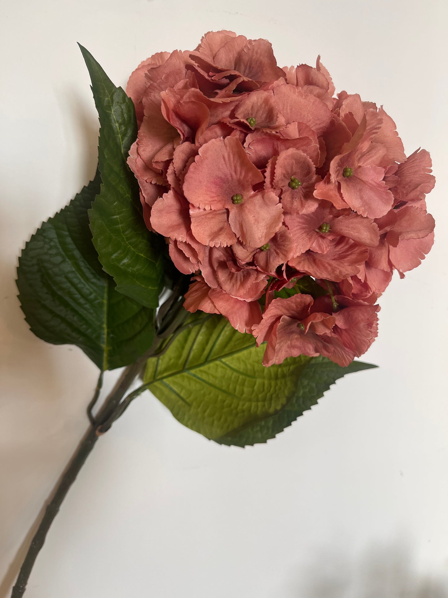 Large Hydrangea