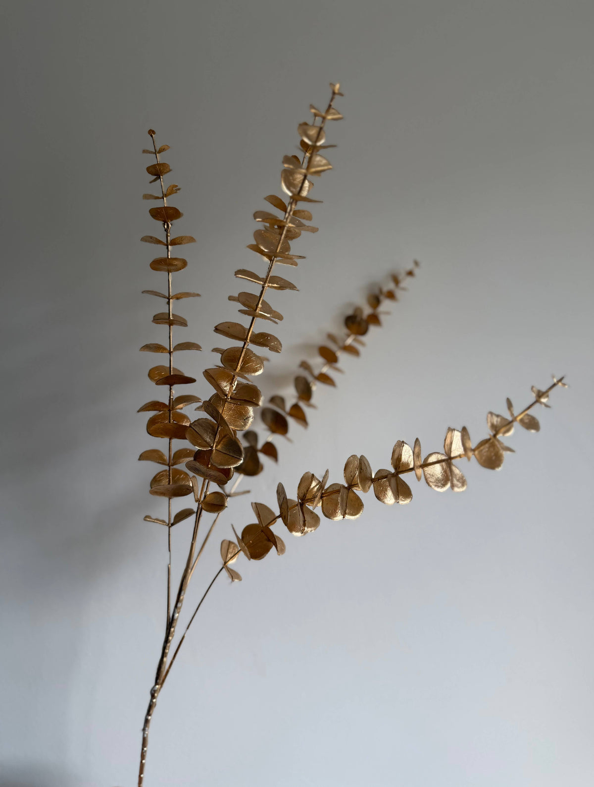 Gold Eucalyptus