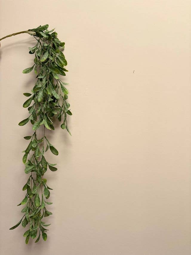 Trailing Lavenia Plant