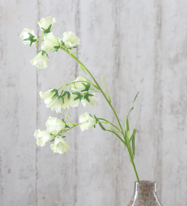 Cream Canterbury Bells