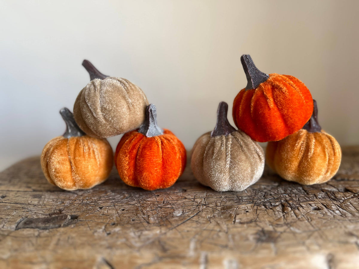 Small Velvet Pumpkin Mixed Coloured - Bag of 6