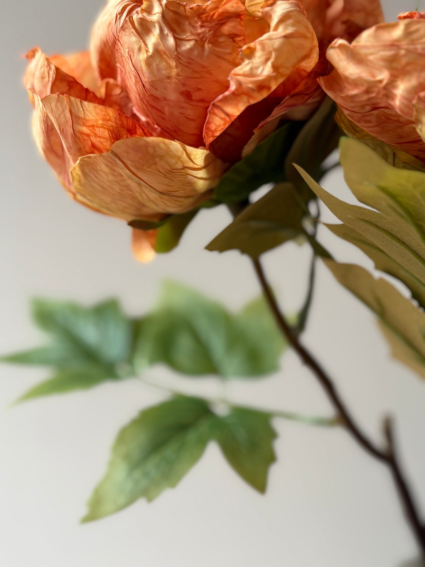 Single Closed Cup Peony in Rust Orange
