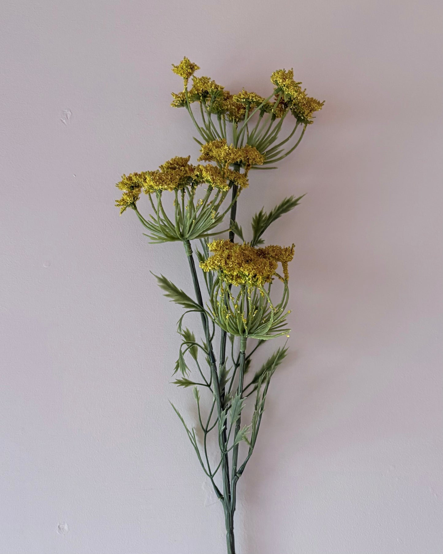 Cow Parsley Yellow