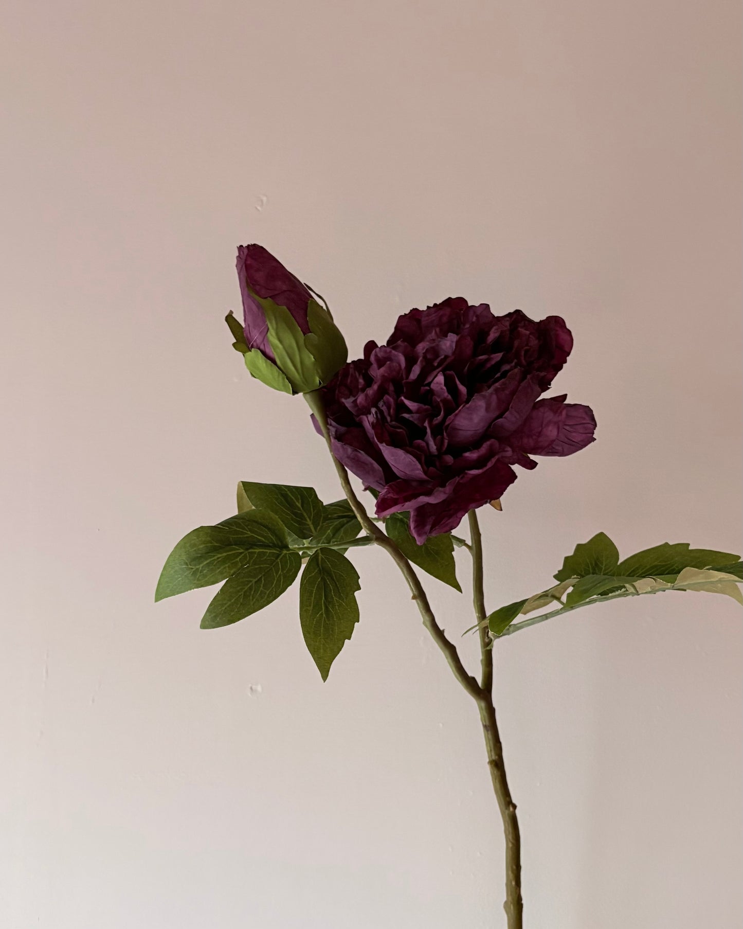 Full Bloom Double Peony in Mulberry