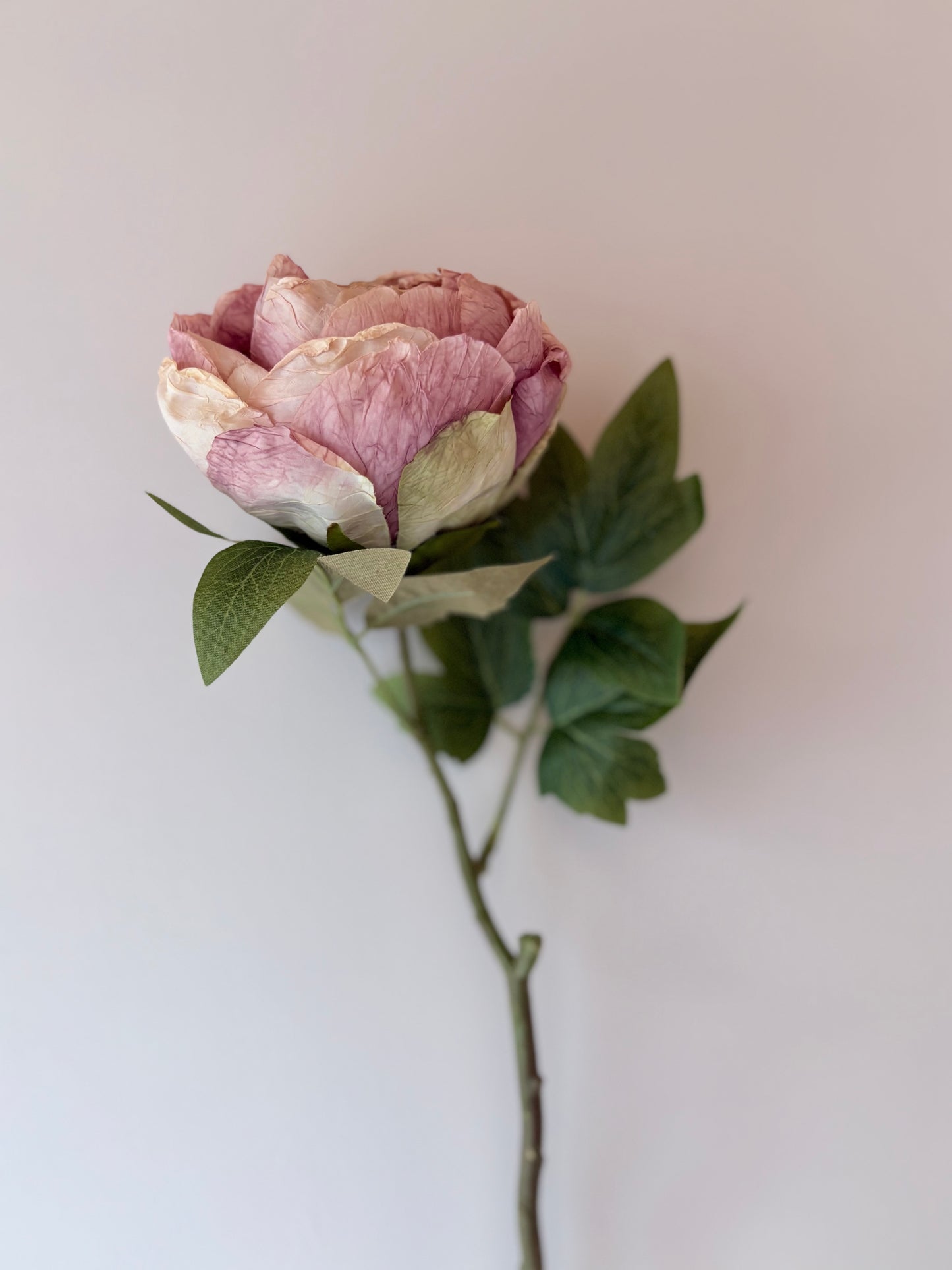 Single Closed Cup Peony - Dusky Pink
