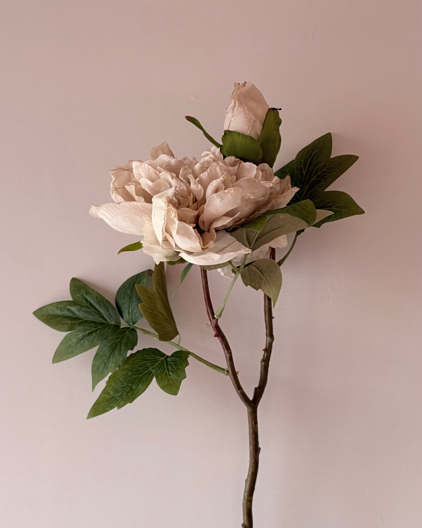 Full Bloom Double Peony in Nude