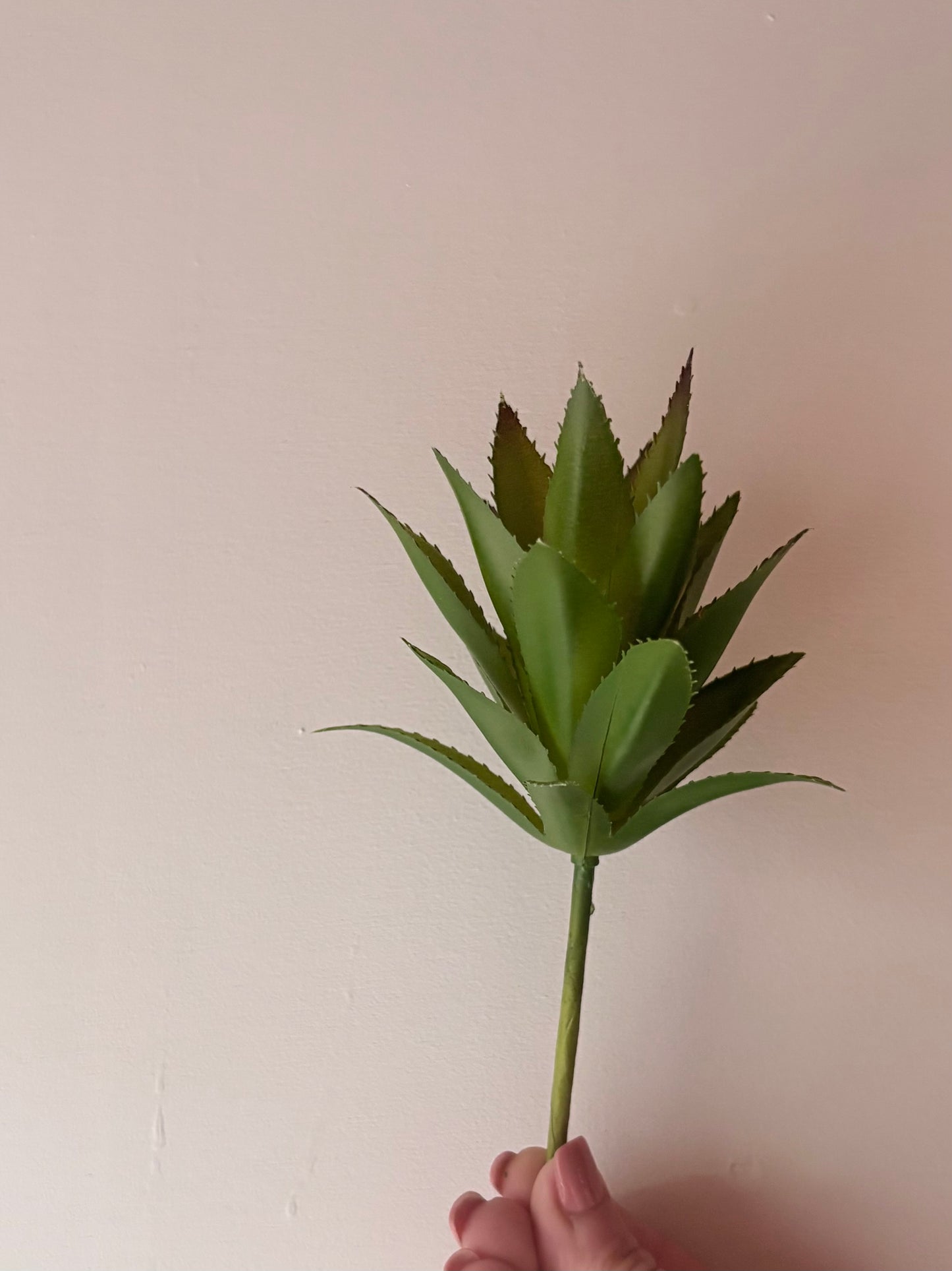 Spikey Succulent