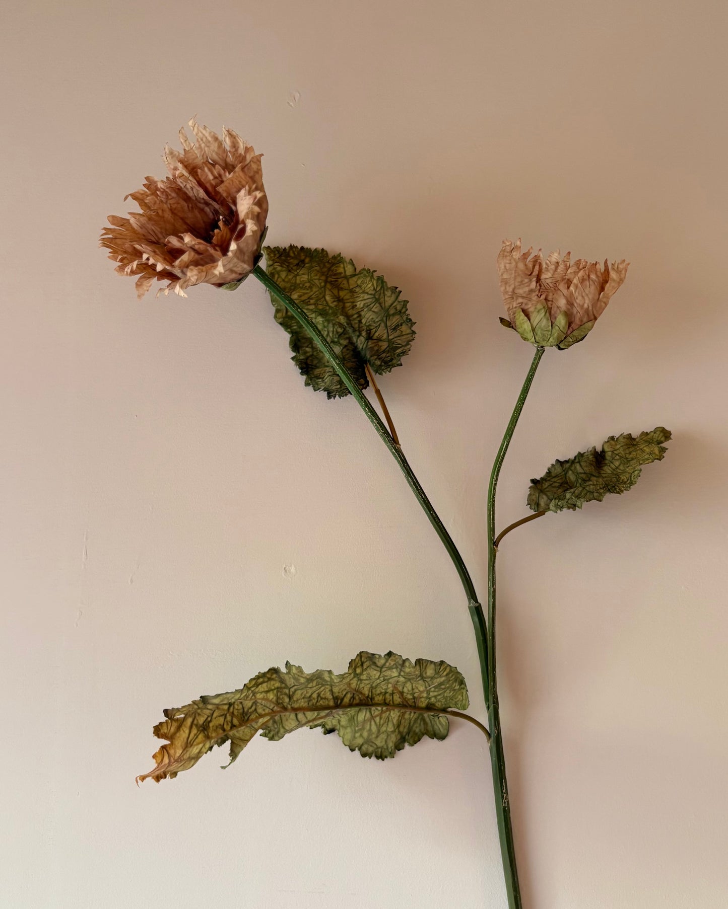 Vintage Poppy in Latte