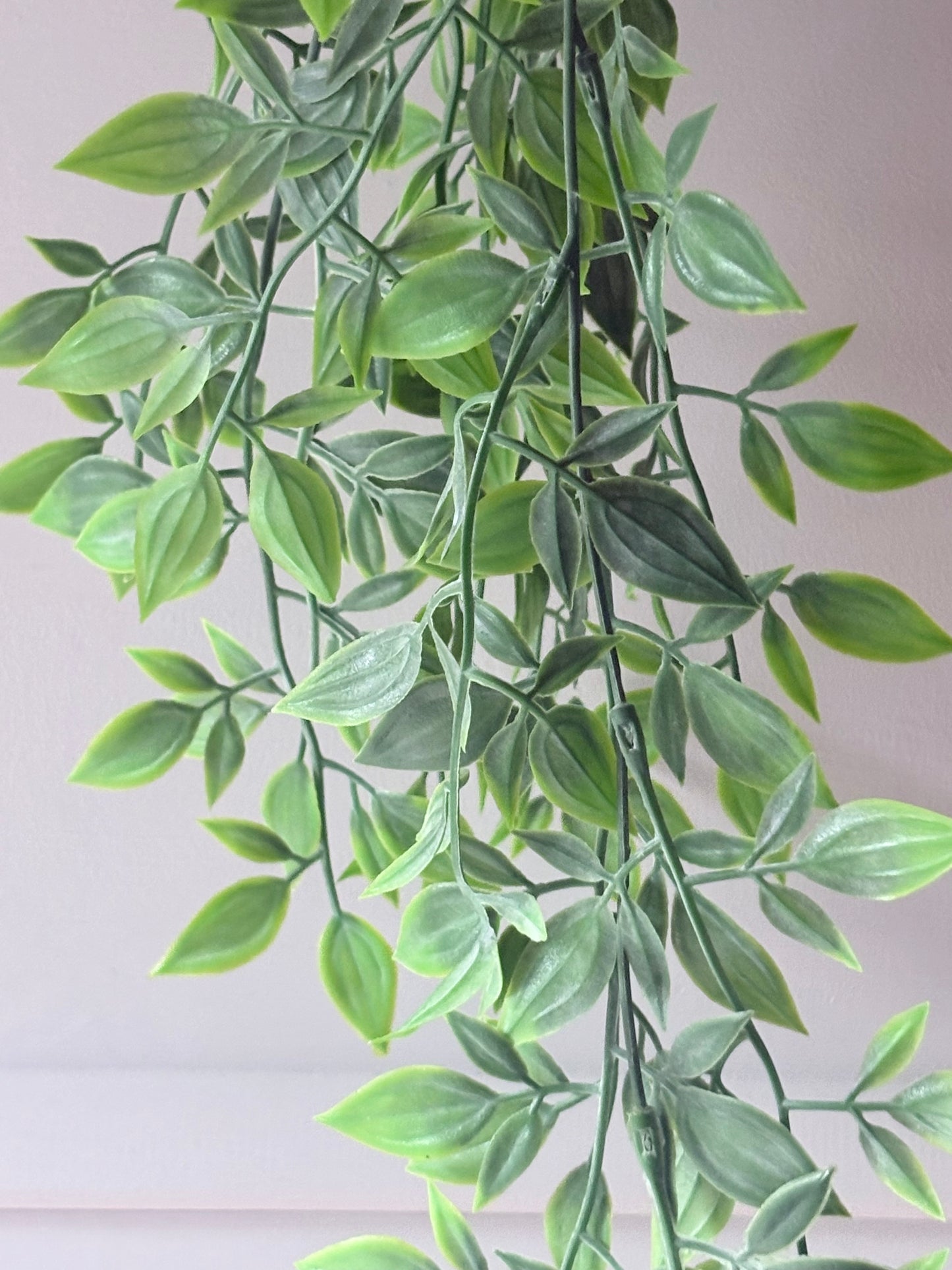 Trailing Ruscus Plant
