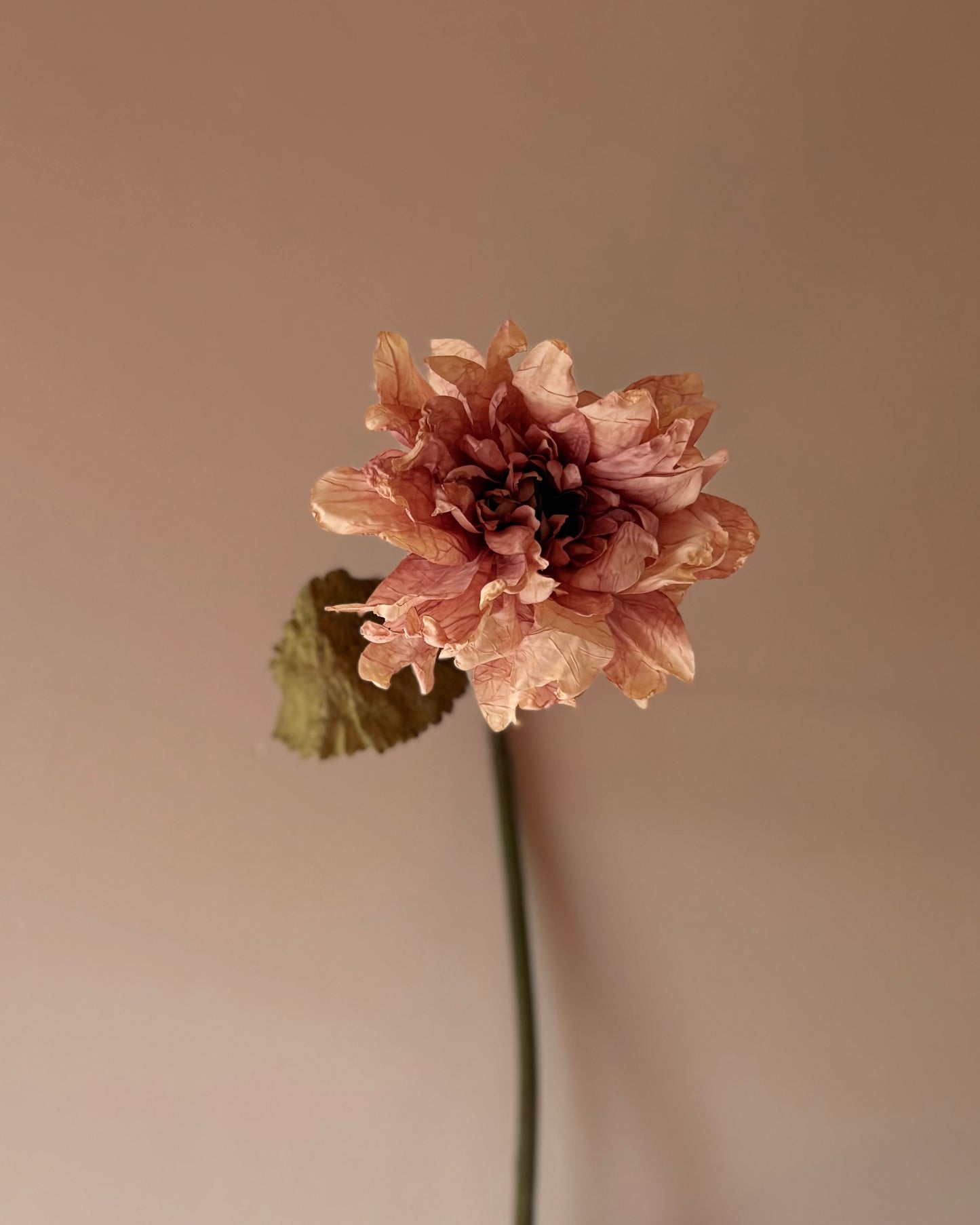 Vintage Dahlia in Dusky Pink