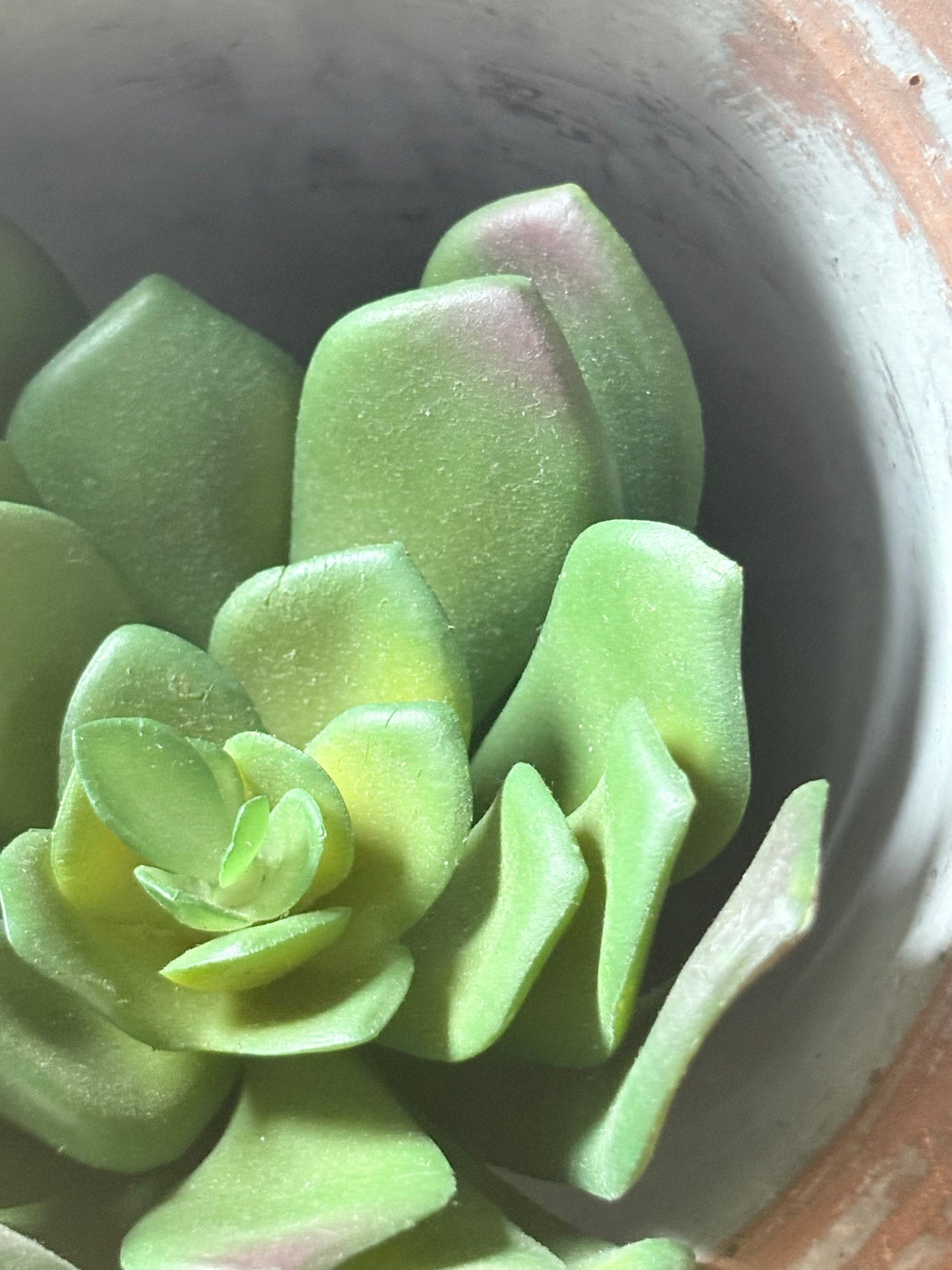 Rounded Succulent