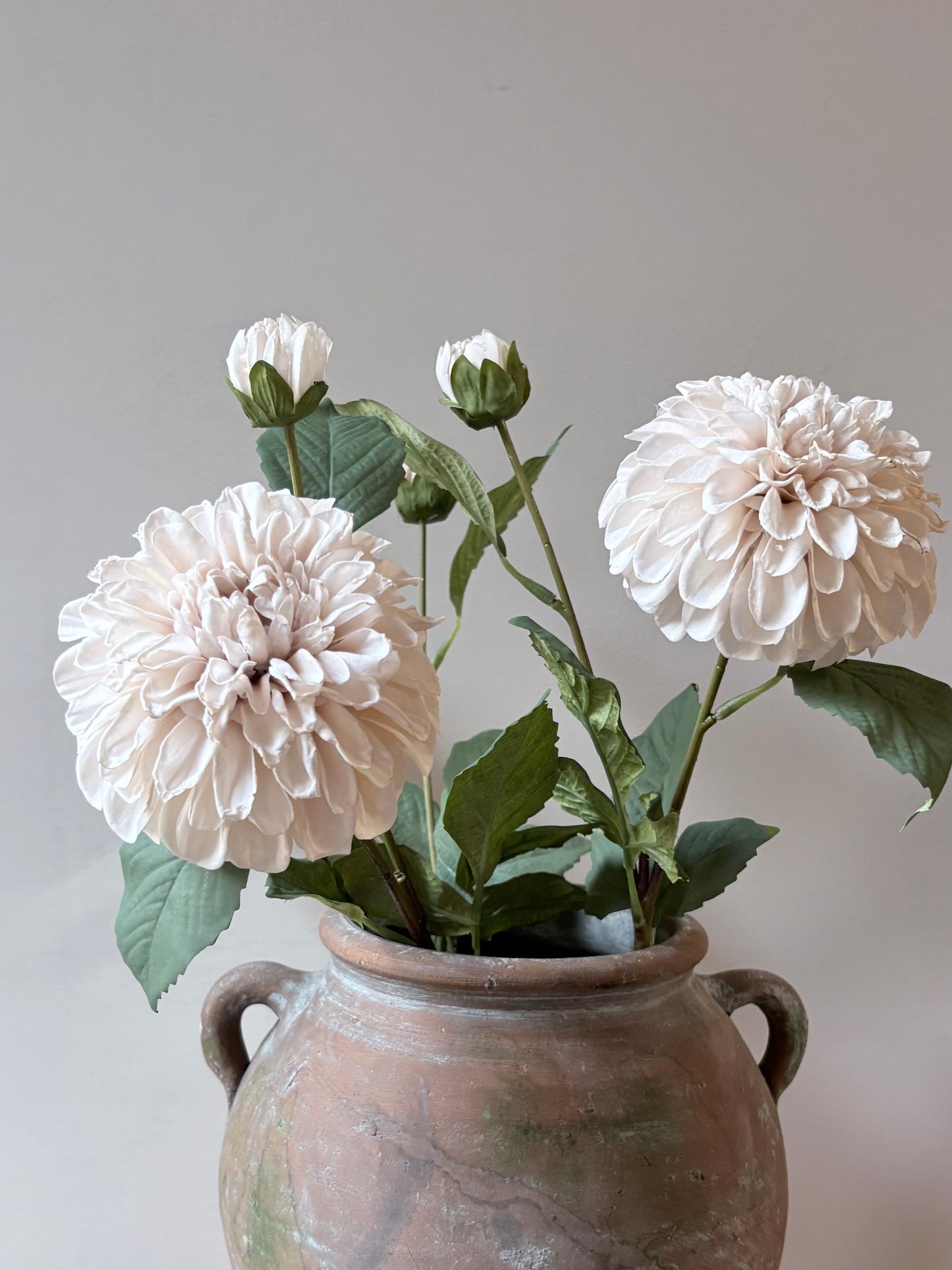 Pom Pom Dahlia Cream