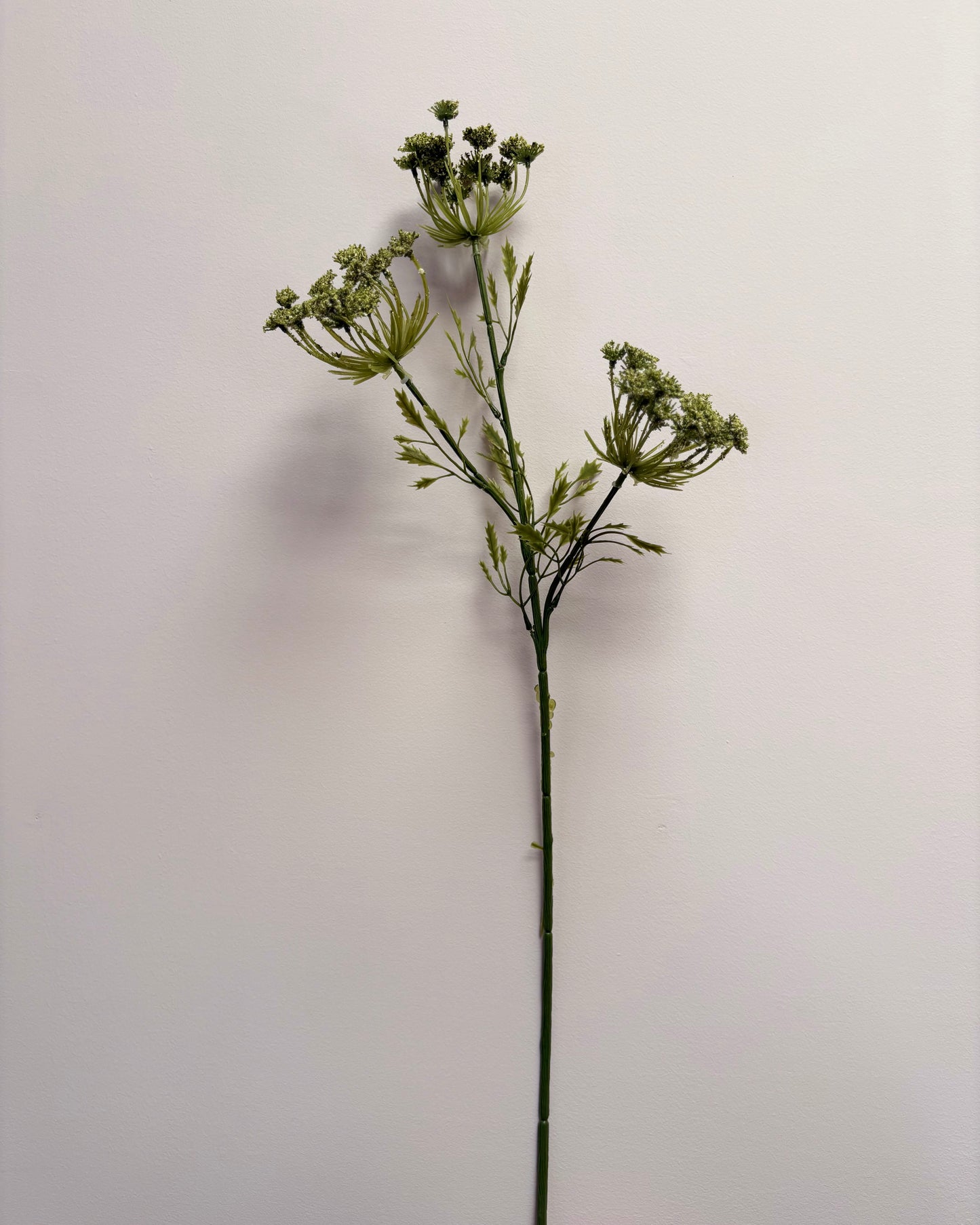 Cow Parsley - Green