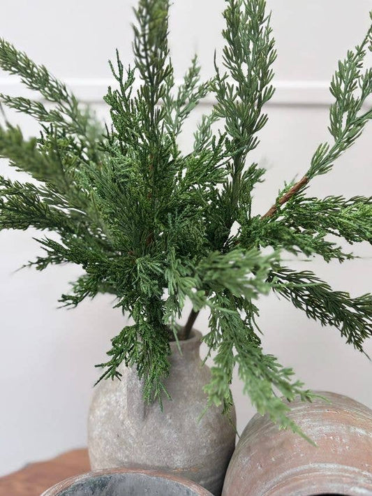 Conifer Stem