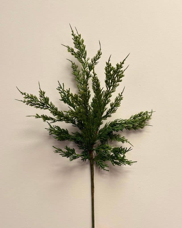 Conifer Stem