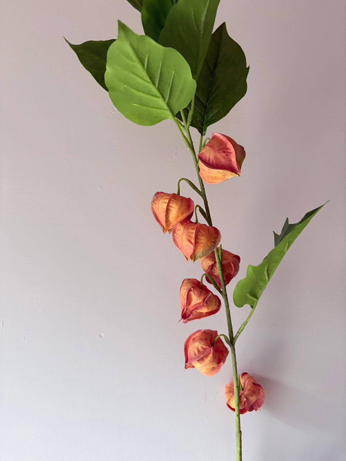 Chinese Lantern Stem - Orange