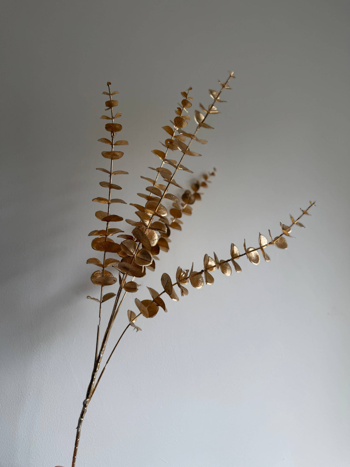 Gold Eucalyptus