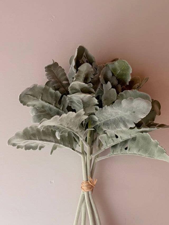 Cineraria Silver Leaf Bunch