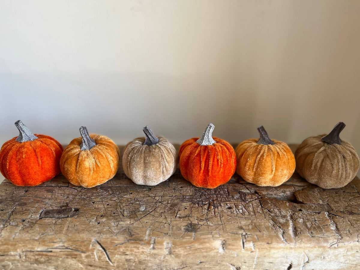 Small Velvet Pumpkin Mixed Coloured - Bag of 6