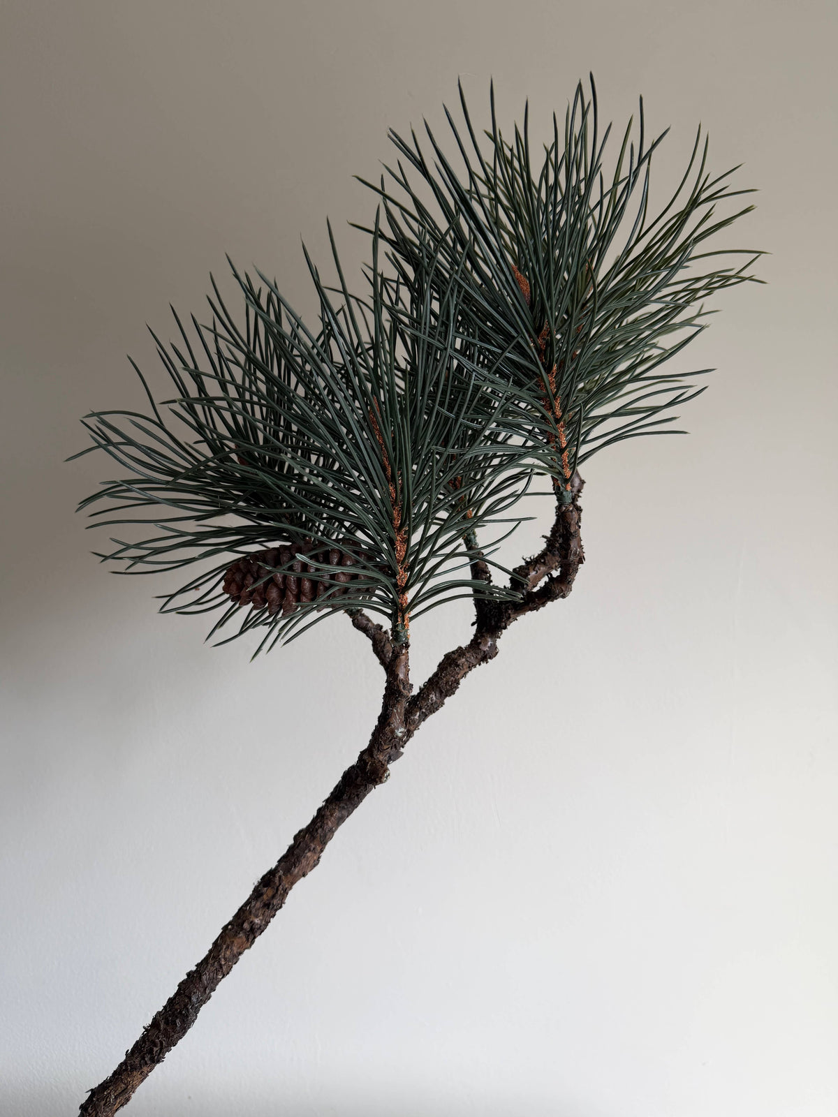 Luxury Pinus Branch