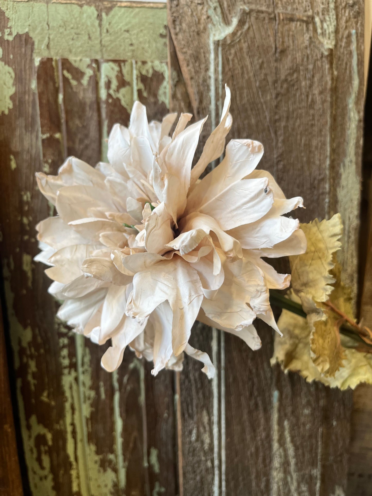 Vintage Dahlia in Nude