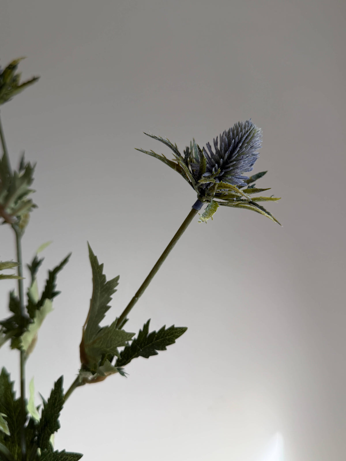 Blue Thistle