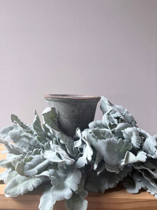 Cineraria Silver Leaf Bunch