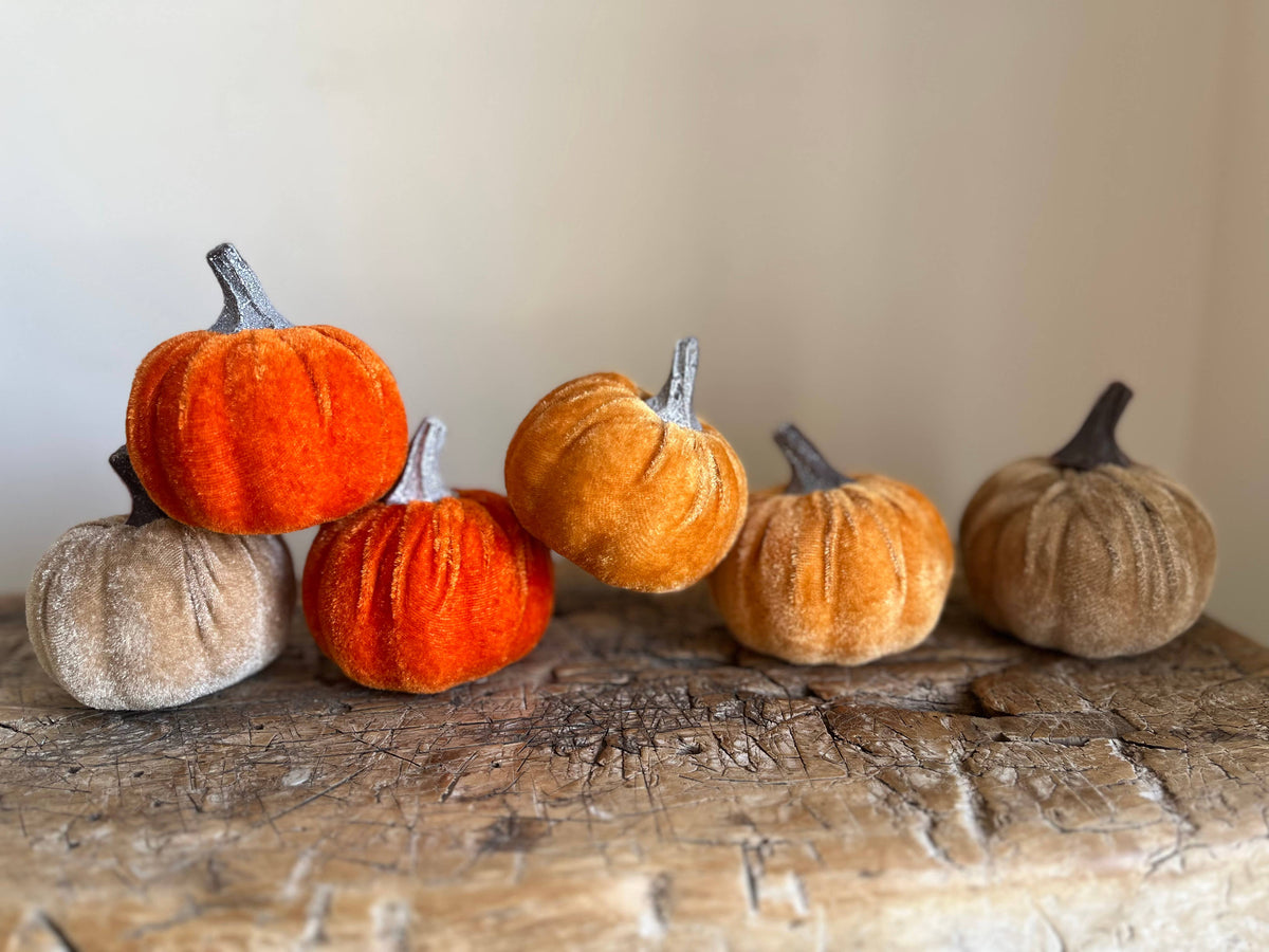 Mini Velvet Pumpkin Mixed Colour - Bag of 6