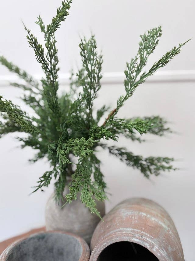 Conifer Stem