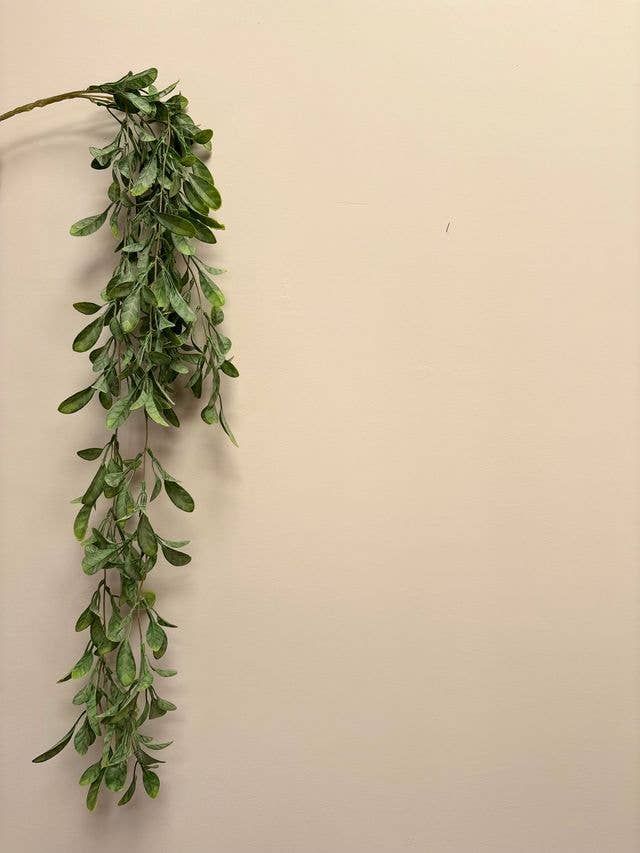 Trailing Lavenia Plant