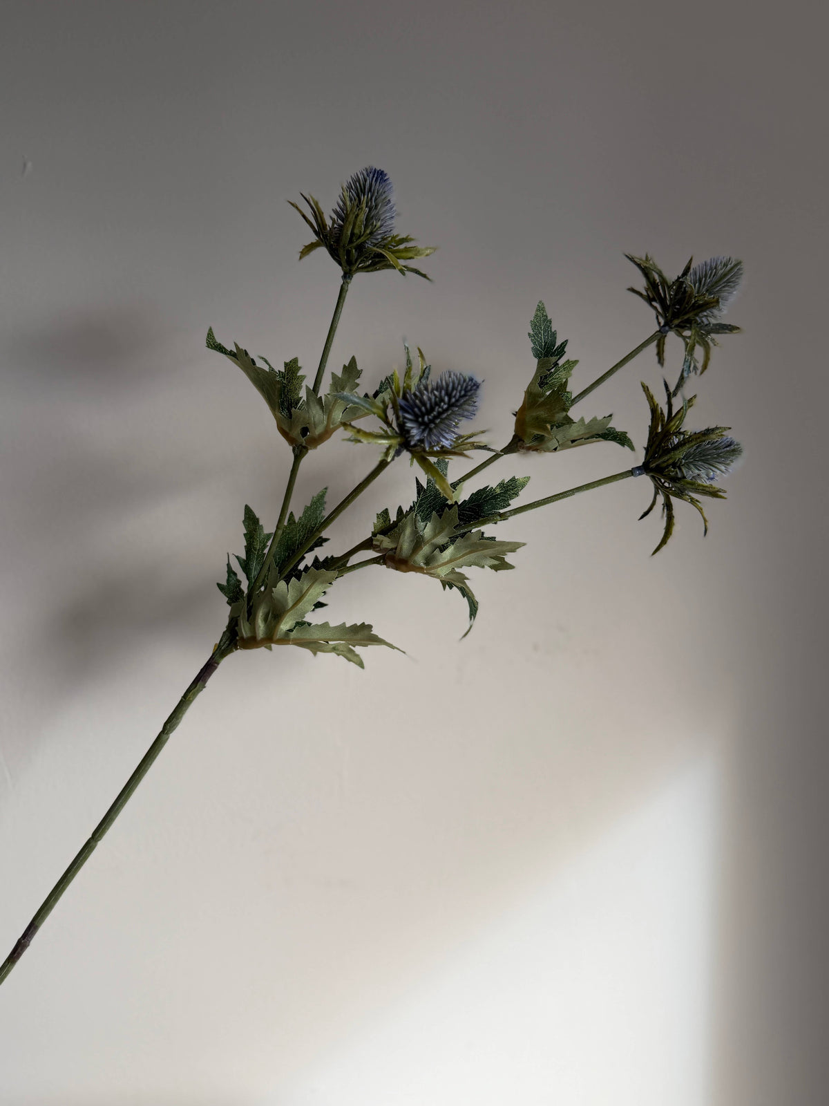 Blue Thistle
