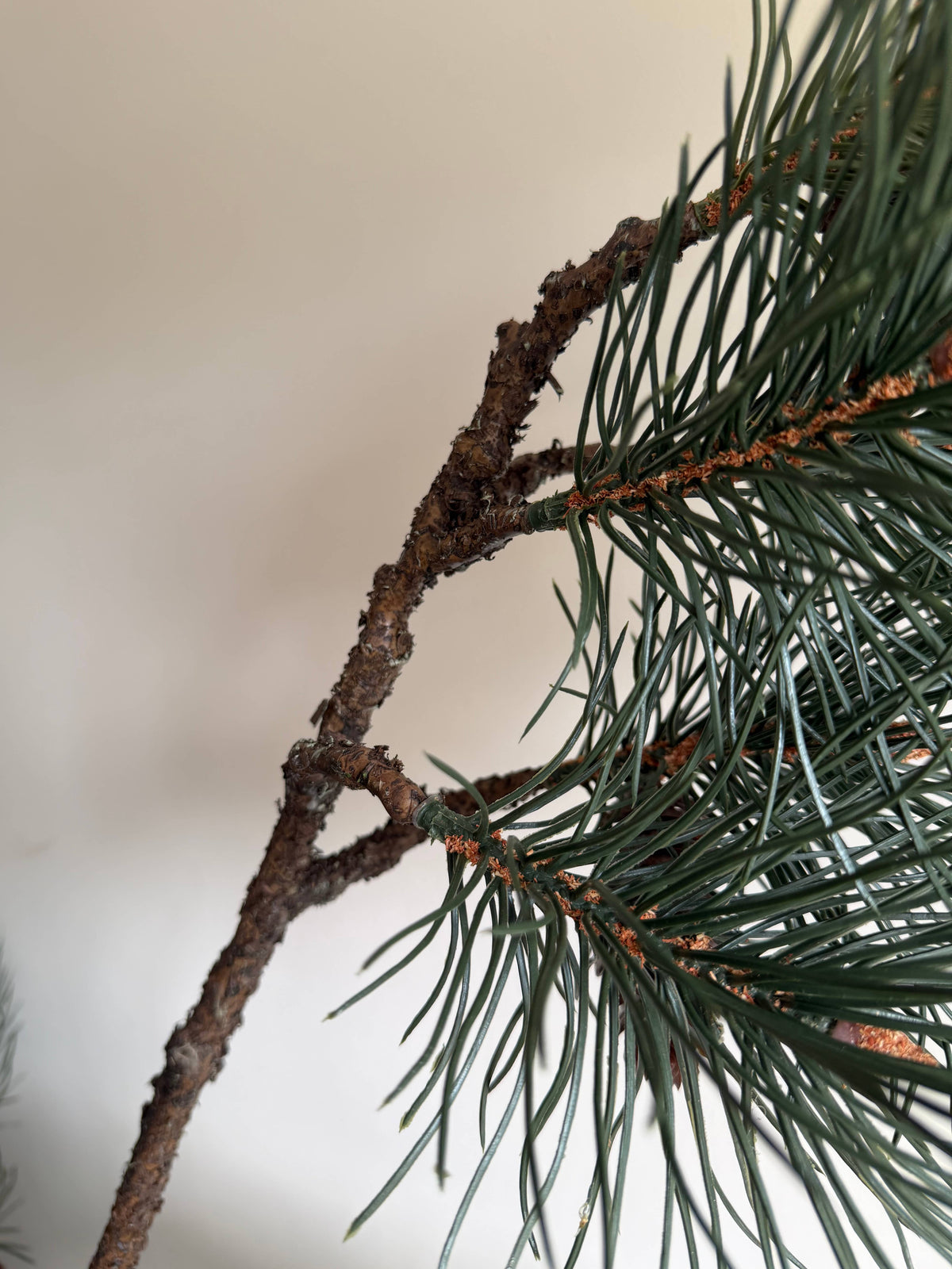 Luxury Pinus Branch