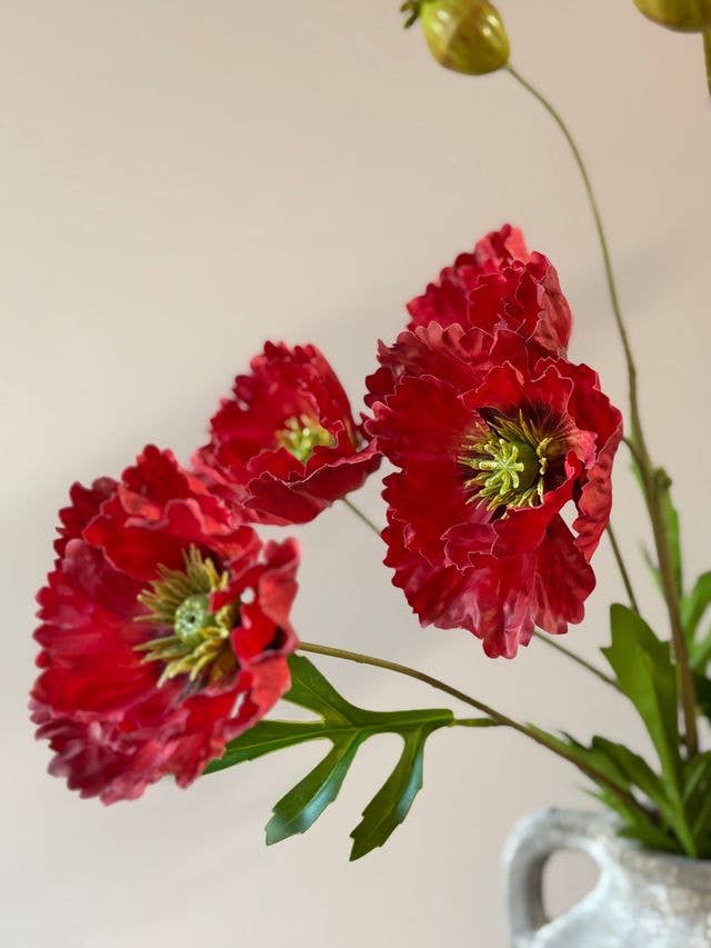 Cottage Garden Poppy - Red