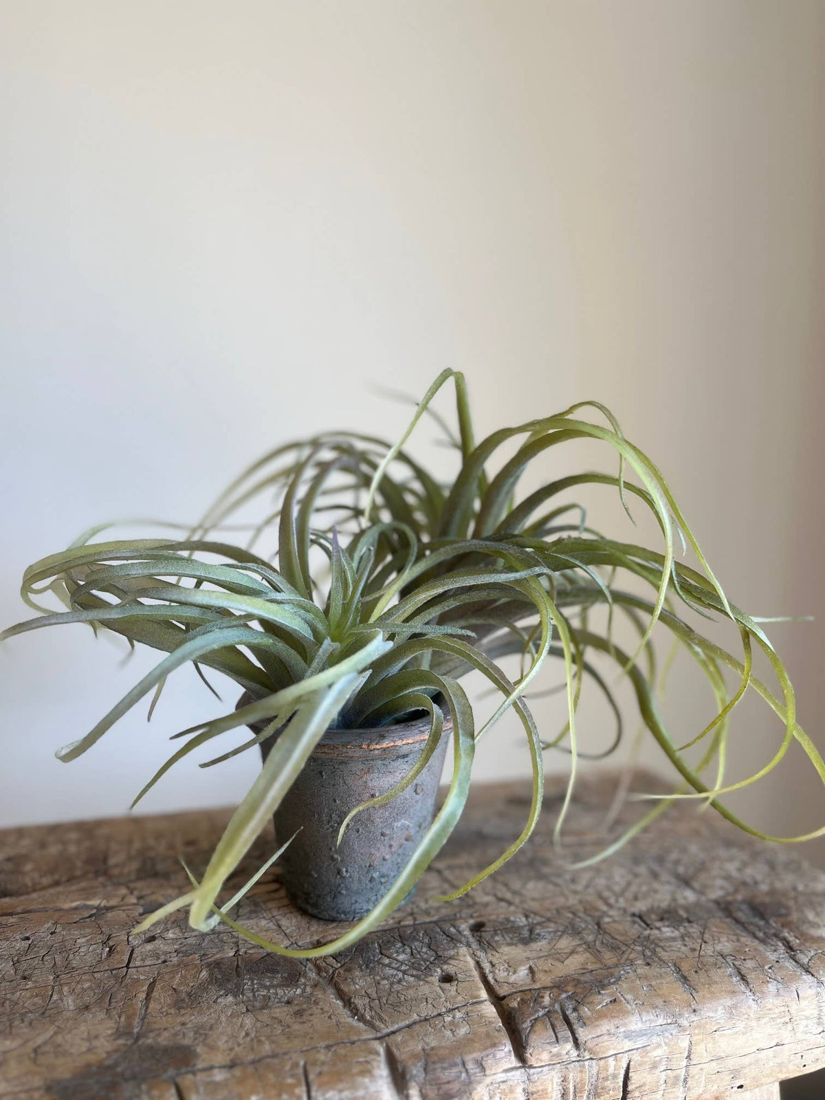 Spider Succulent Plant