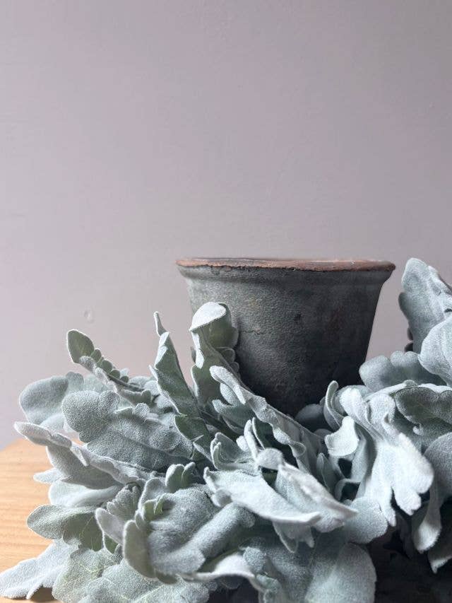Cineraria Silver Leaf Bunch