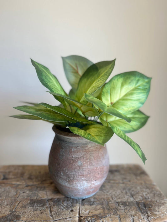Epipremnum Leaf Plant