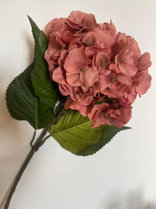 Large Hydrangea