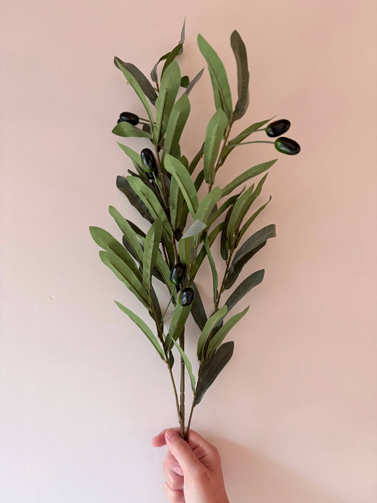 Olive Stem