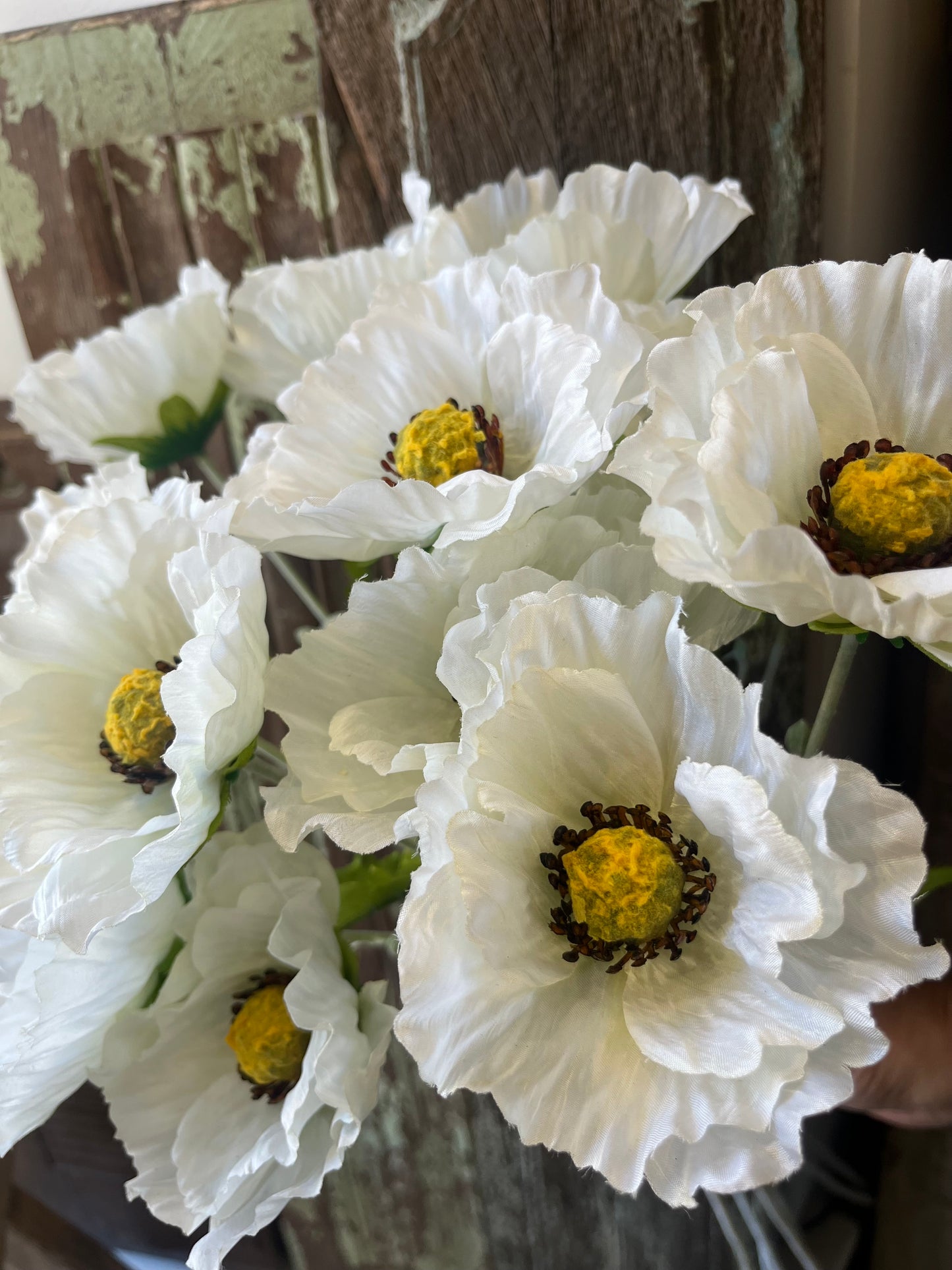 Ivory Country Poppy