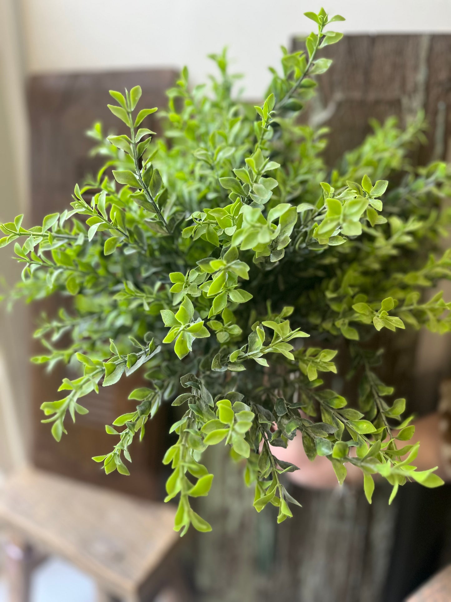 Eucalyptus Spray