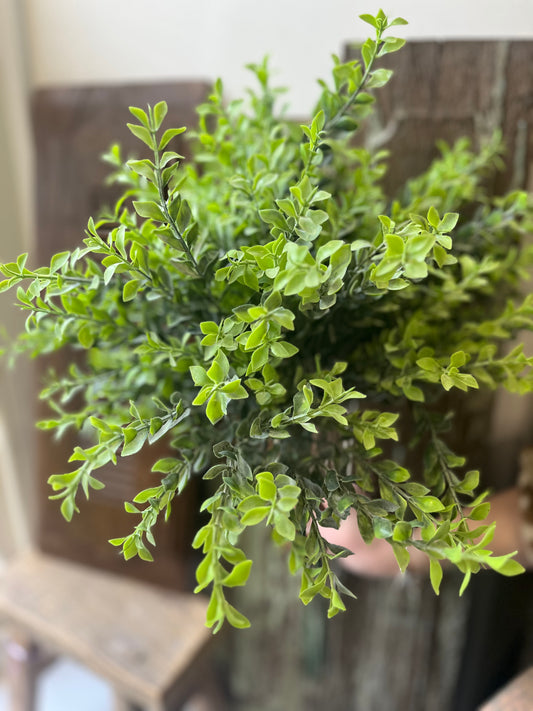 Eucalyptus Parvifolia