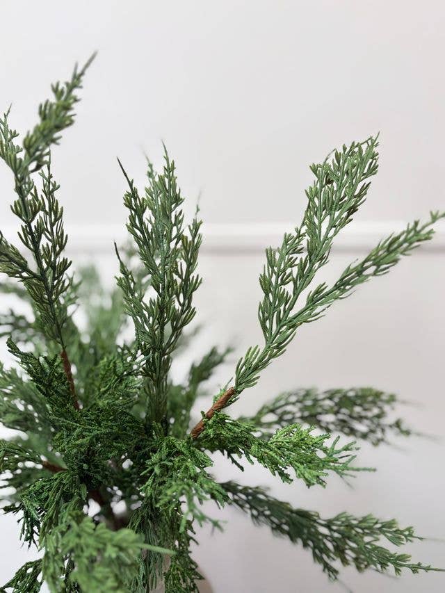 Conifer Stem
