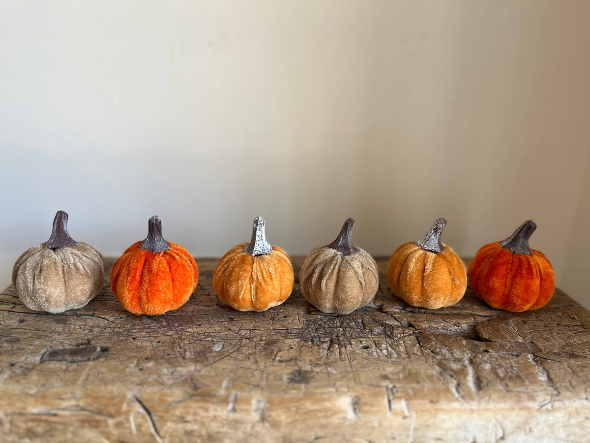 Mini Velvet Pumpkin Mixed Colour - Bag of 6