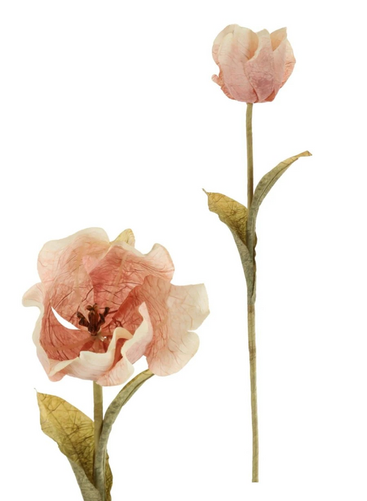Dusty Pink Tulip
