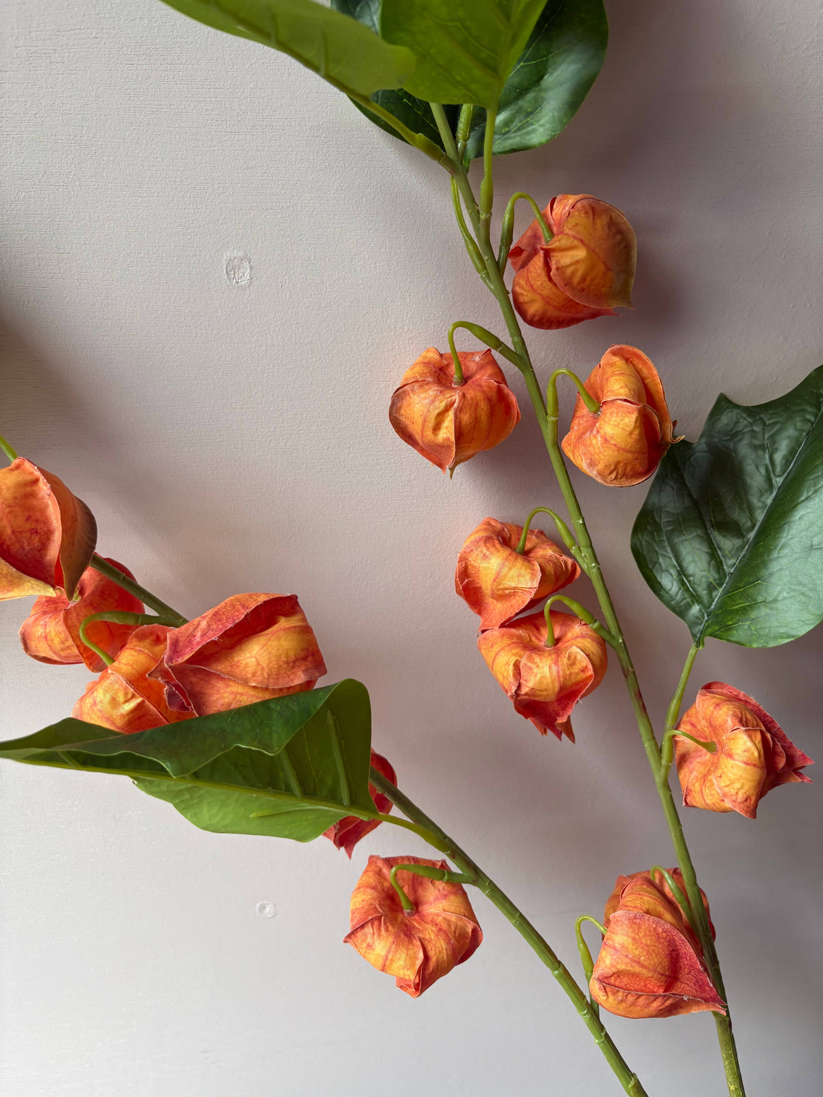 Chinese Lantern Stem - Orange
