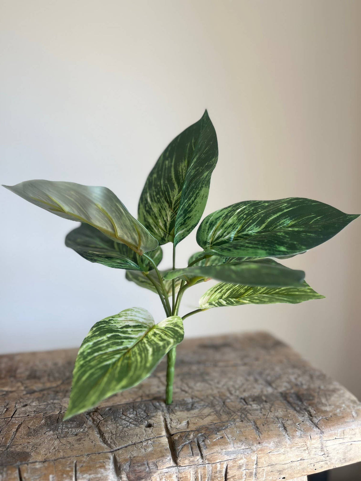 Calathea Prayer Plant